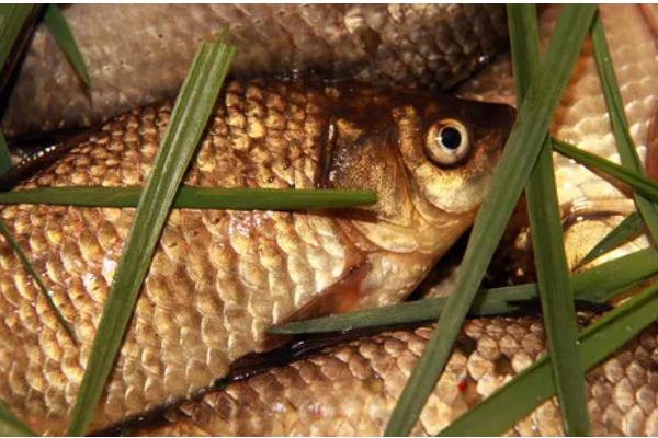 怎样区分人工养殖和野生鲫鱼，可以看鱼型、体色等