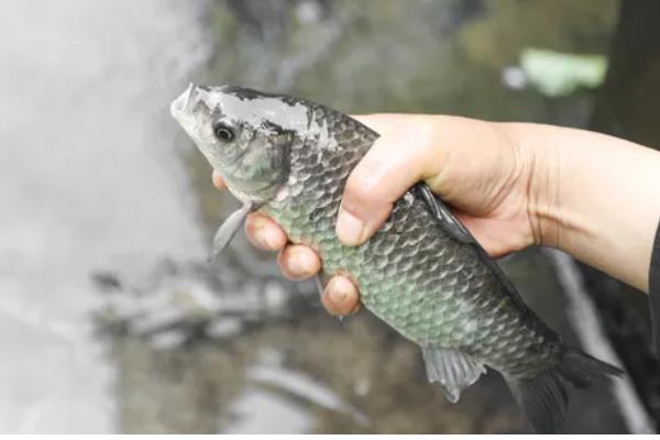 怎样区分人工养殖和野生鲫鱼，可以看鱼型、体色等