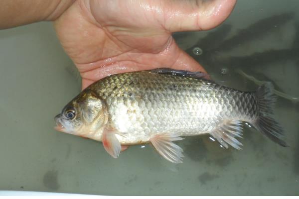 怎样区分人工养殖和野生鲫鱼，可以看鱼型、体色等