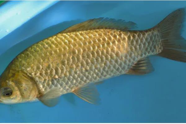 怎样区分人工养殖和野生鲫鱼，可以看鱼型、体色等