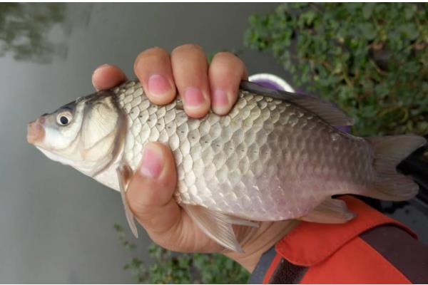 怎样区分人工养殖和野生鲫鱼，可以看鱼型、体色等