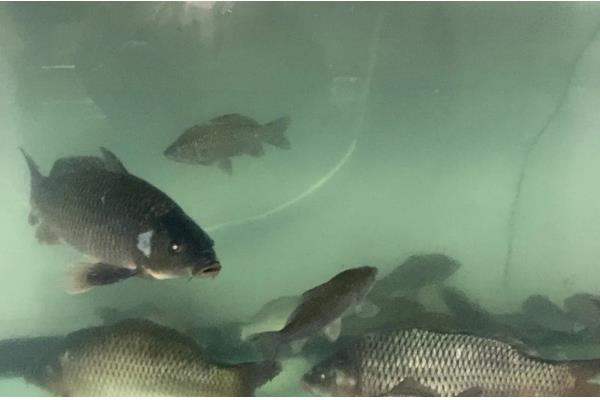 怎样区分人工养殖和野生鲫鱼，可以看鱼型、体色等