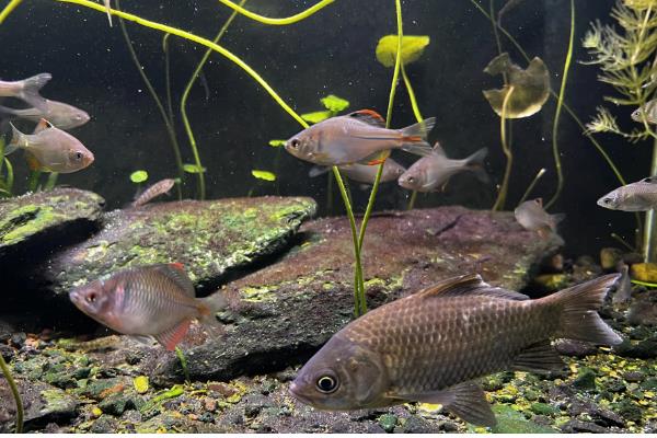 怎样区分人工养殖和野生鲫鱼，可以看鱼型、体色等