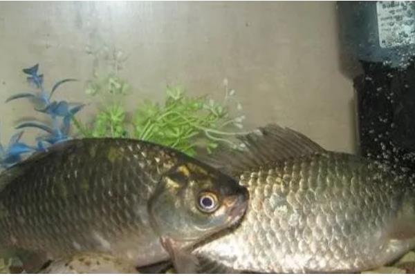 怎样区分人工养殖和野生鲫鱼，可以看鱼型、体色等