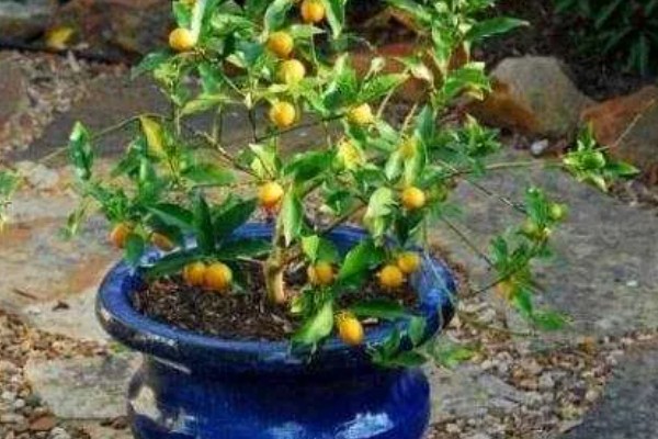 金桔树为何会掉叶，土壤板结、浇水不当都是常见原因