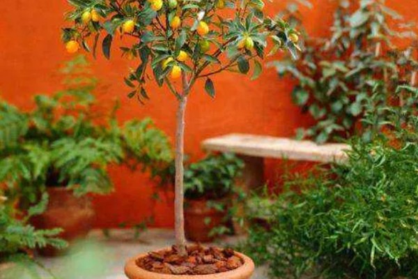 金桔树为何会掉叶，土壤板结、浇水不当都是常见原因