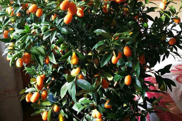 金桔树为何会掉叶，土壤板结、浇水不当都是常见原因