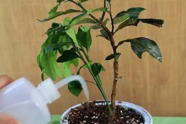 金桔树为何会掉叶，土壤板结、浇水不当都是常见原因