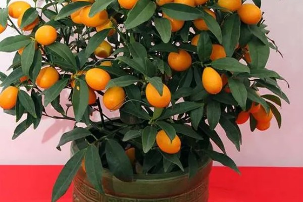 金桔树为何会掉叶，土壤板结、浇水不当都是常见原因