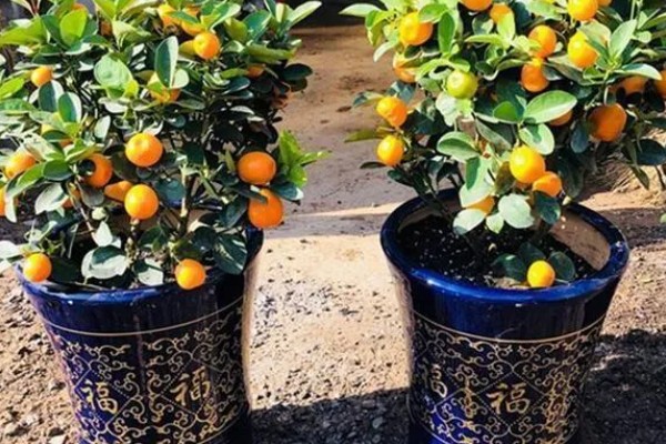 金桔树为何会掉叶，土壤板结、浇水不当都是常见原因