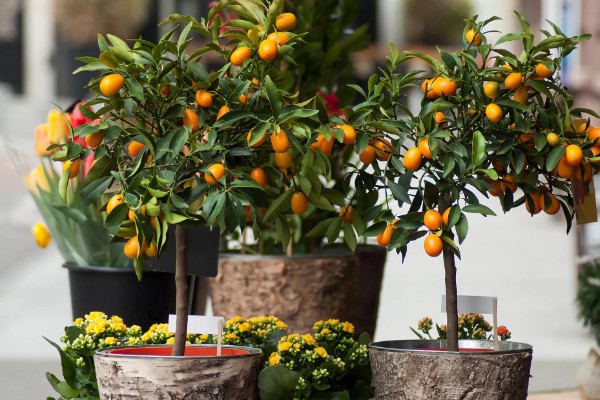 金桔树为何会掉叶，土壤板结、浇水不当都是常见原因