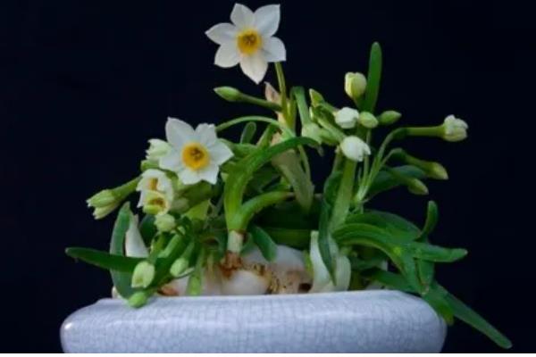 水仙花有什么特点，叶片呈苍绿色、根系呈乳白色