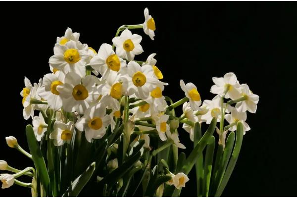 水仙花有什么特点，叶片呈苍绿色、根系呈乳白色