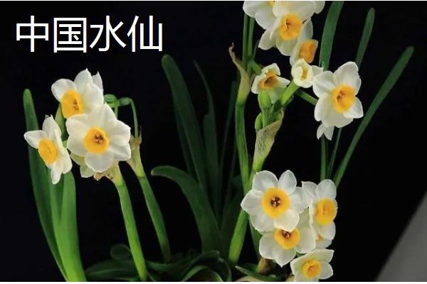 水仙花有什么特点，叶片呈苍绿色、根系呈乳白色