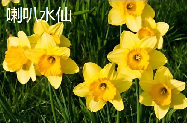 水仙花有什么特点，叶片呈苍绿色、根系呈乳白色