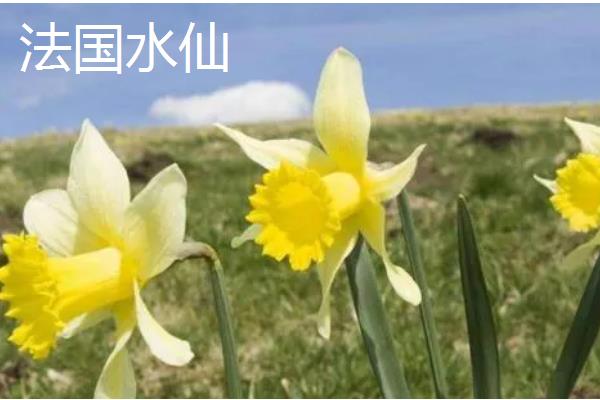 水仙花有什么特点，叶片呈苍绿色、根系呈乳白色