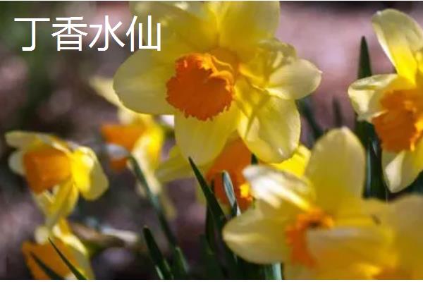 水仙花有什么特点，叶片呈苍绿色、根系呈乳白色