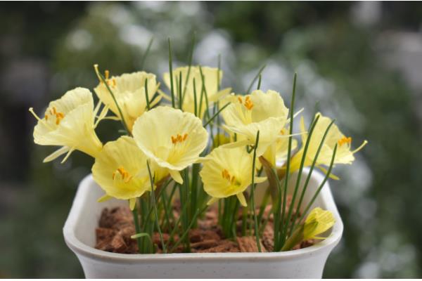 水仙花有什么特点，叶片呈苍绿色、根系呈乳白色