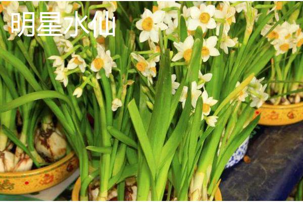 水仙花有什么特点，叶片呈苍绿色、根系呈乳白色