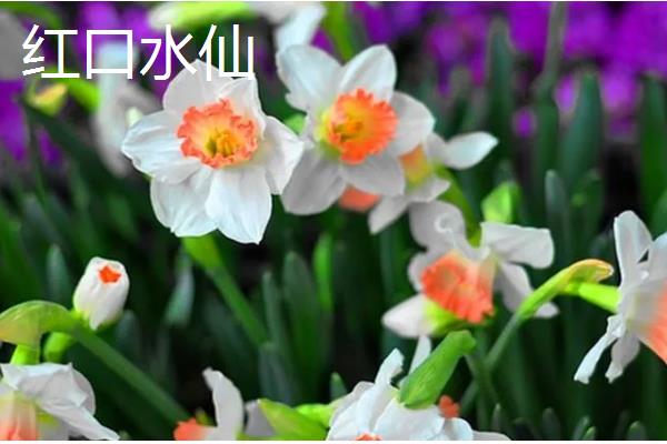 水仙花有什么特点，叶片呈苍绿色、根系呈乳白色