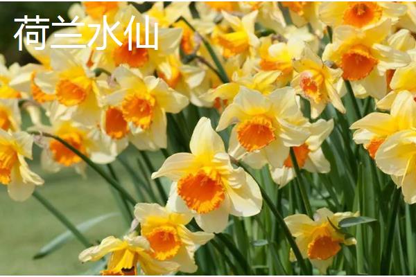 水仙花有什么特点，叶片呈苍绿色、根系呈乳白色