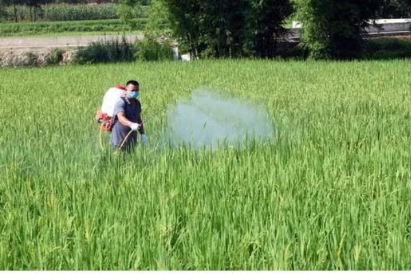 噻霉酮的防治对象，可防治水稻纹枯病、小麦白粉病等病害