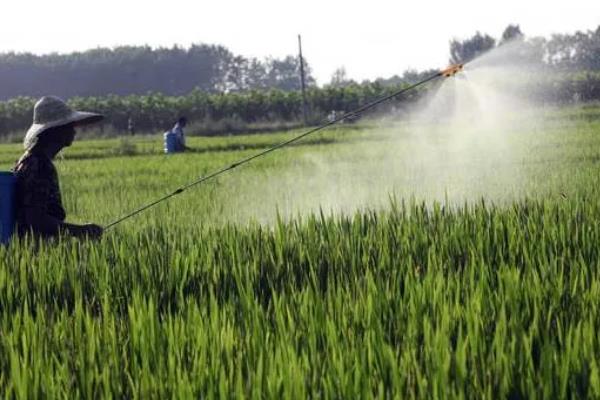 噻霉酮的防治对象，可防治水稻纹枯病、小麦白粉病等病害