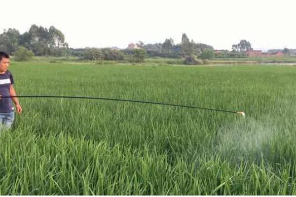 噻霉酮的防治对象，可防治水稻纹枯病、小麦白粉病等病害