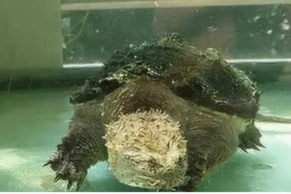 鳄龟水温多少合适，水温保持在20-33度