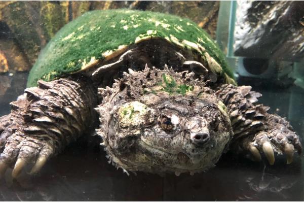 鳄龟水温多少合适，水温保持在20-33度