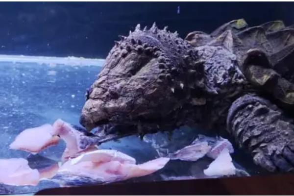 鳄龟水温多少合适，水温保持在20-33度