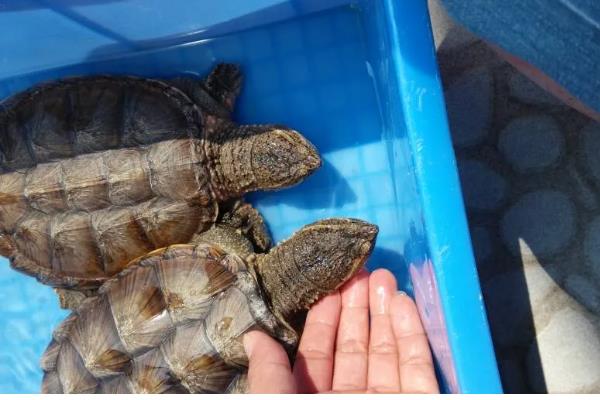 鳄龟水温多少合适，水温保持在20-33度