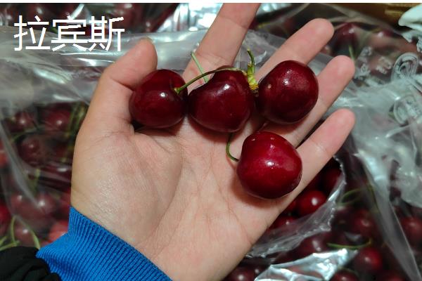 心形车厘子的品种介绍，常见的有黑珍珠、拉宾斯等