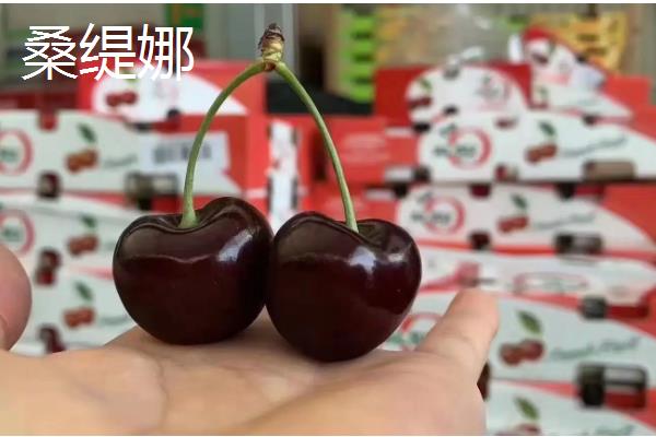 心形车厘子的品种介绍，常见的有黑珍珠、拉宾斯等