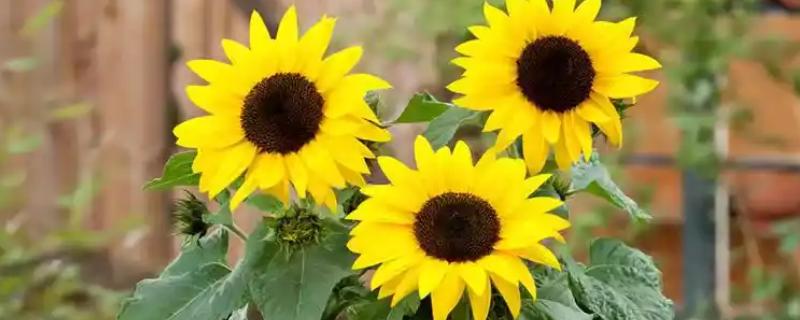 向日葵叶子枯萎了如何处理，需及时停止浇水