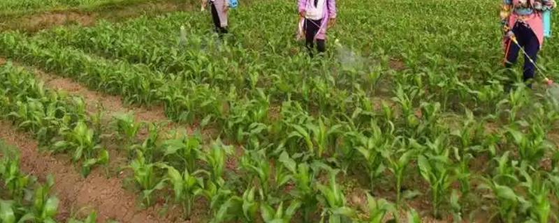 玉米苗几叶期打除草剂，3-5叶期适合喷药除草