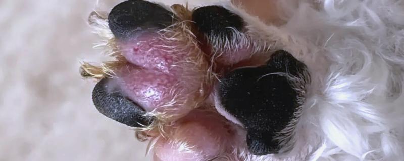 怎么预防狗狗趾间炎,要保持狗狗脚掌和脚底的干爽