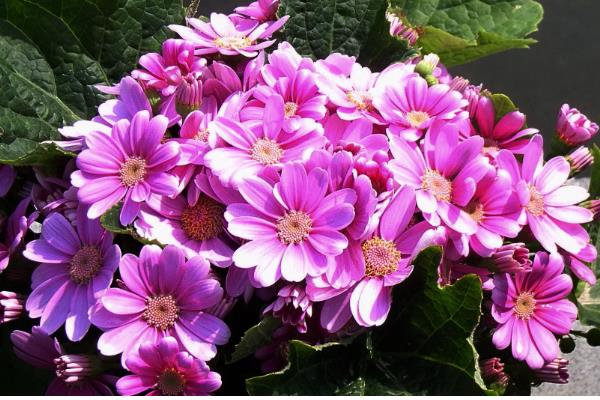 瓜叶菊的花期长吗，花期长达三个月