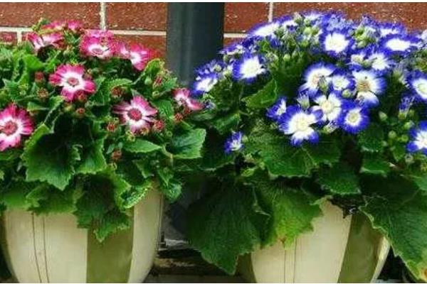 瓜叶菊的花期长吗，花期长达三个月