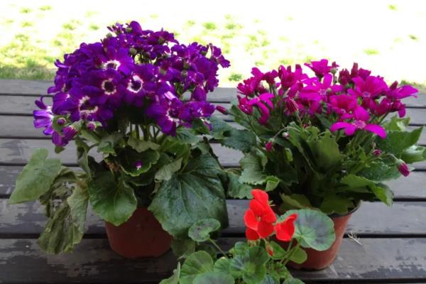 瓜叶菊的花期长吗，花期长达三个月