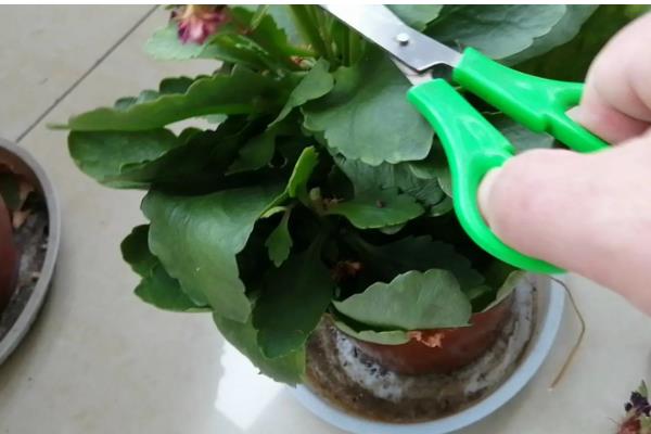 瓜叶菊的花期长吗，花期长达三个月