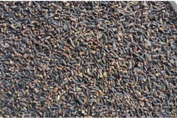 瓜叶菊的花期长吗，花期长达三个月