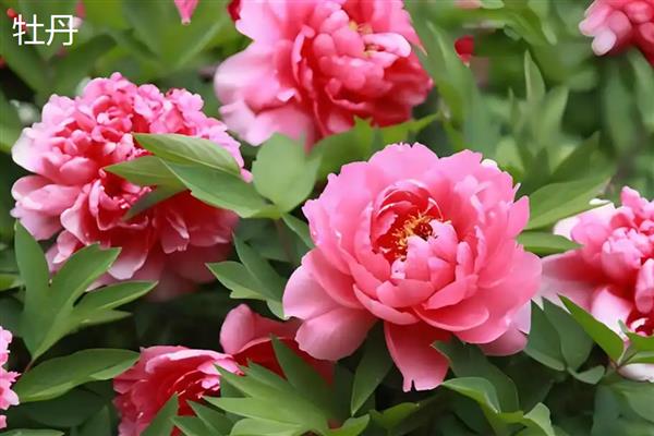 牡丹和芍药的区别，株形、叶片、花期等方面均不同