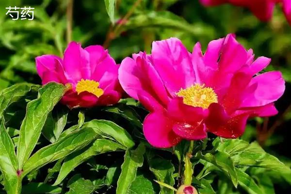 牡丹和芍药的区别，株形、叶片、花期等方面均不同