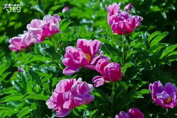 牡丹和芍药的区别，株形、叶片、花期等方面均不同