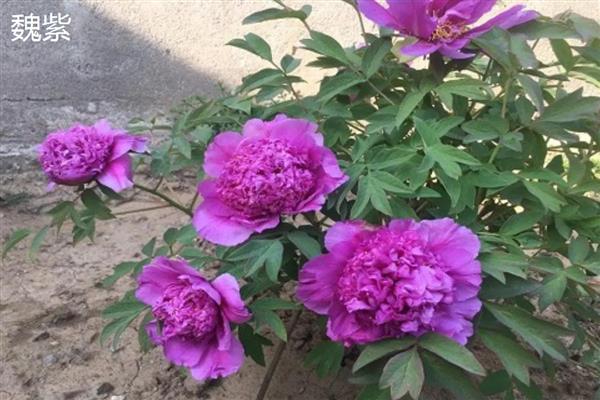 牡丹和芍药的区别，株形、叶片、花期等方面均不同