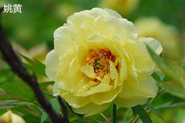 牡丹和芍药的区别，株形、叶片、花期等方面均不同