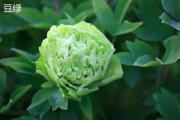 牡丹和芍药的区别，株形、叶片、花期等方面均不同