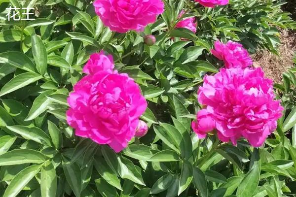 牡丹和芍药的区别，株形、叶片、花期等方面均不同