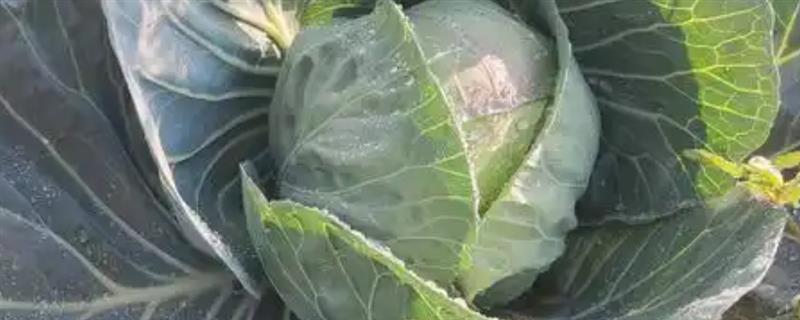露天包菜的种植时间，南方地区可在春秋季节栽培